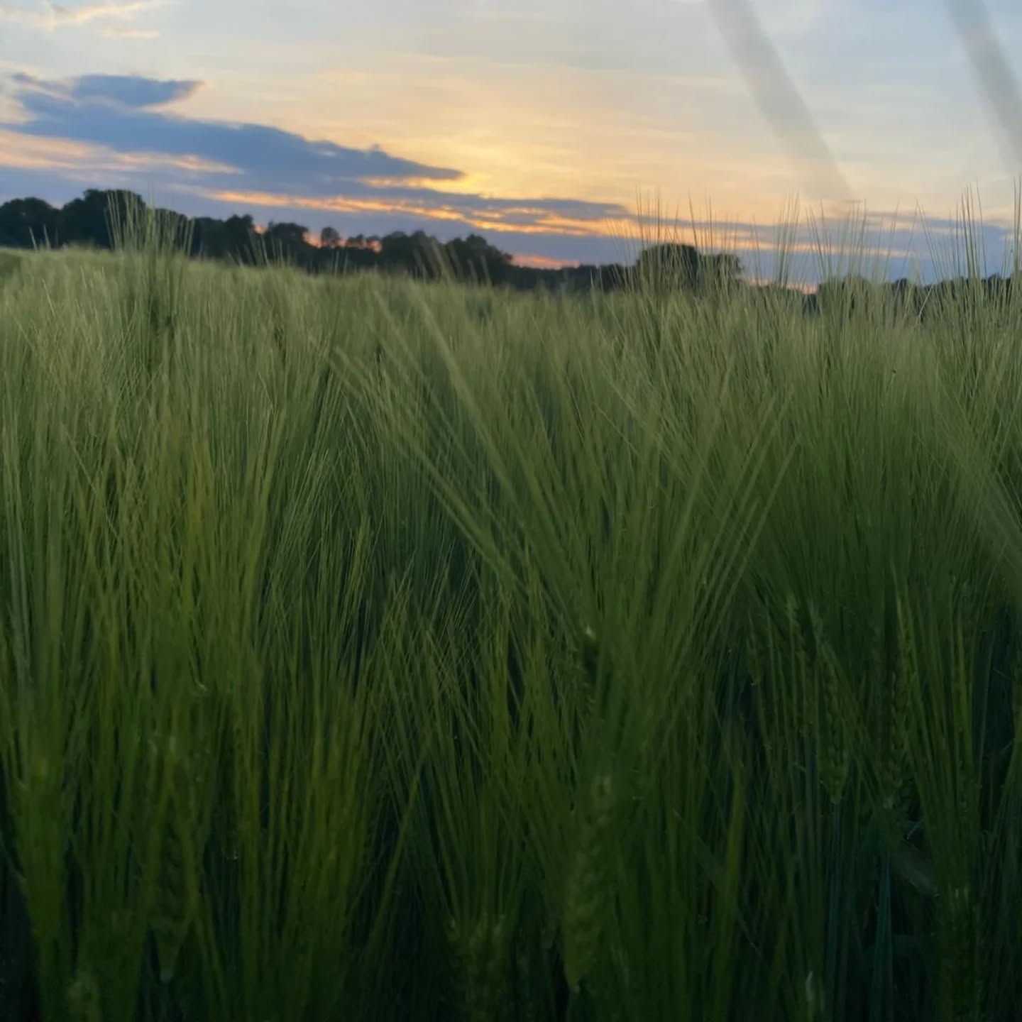 Findet ihr es auch so schön wie die grünen Gerstenfelder im Wind aussehen? 😍