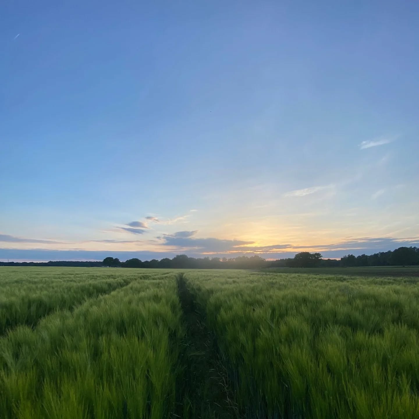 Findet ihr es auch so schön wie die grünen Gerstenfelder im Wind aussehen? 😍