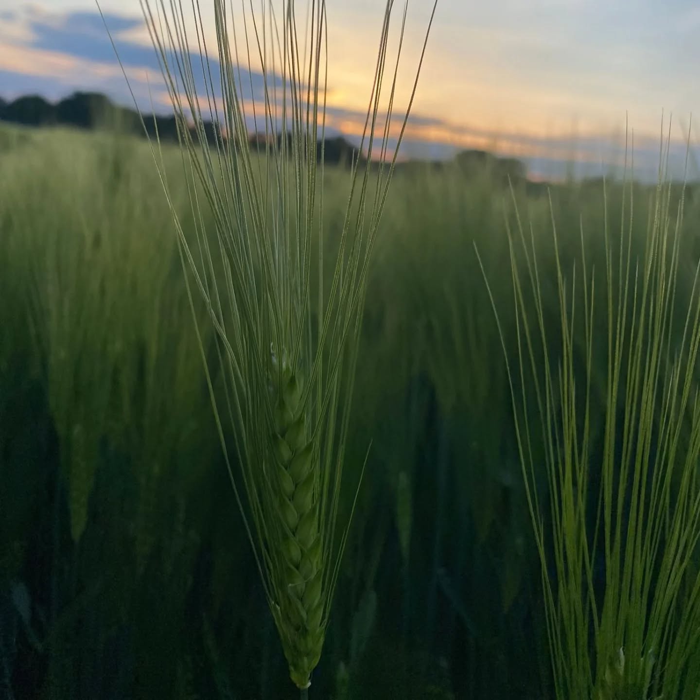 Findet ihr es auch so schön wie die grünen Gerstenfelder im Wind aussehen? 😍