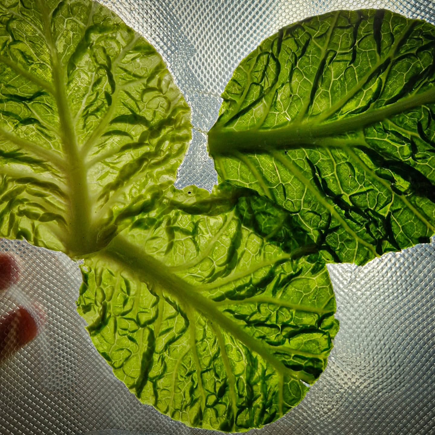 Vegetarian menu , 4 courses, only @ Gulož! Saturday 12-24, Sunday 12-16.