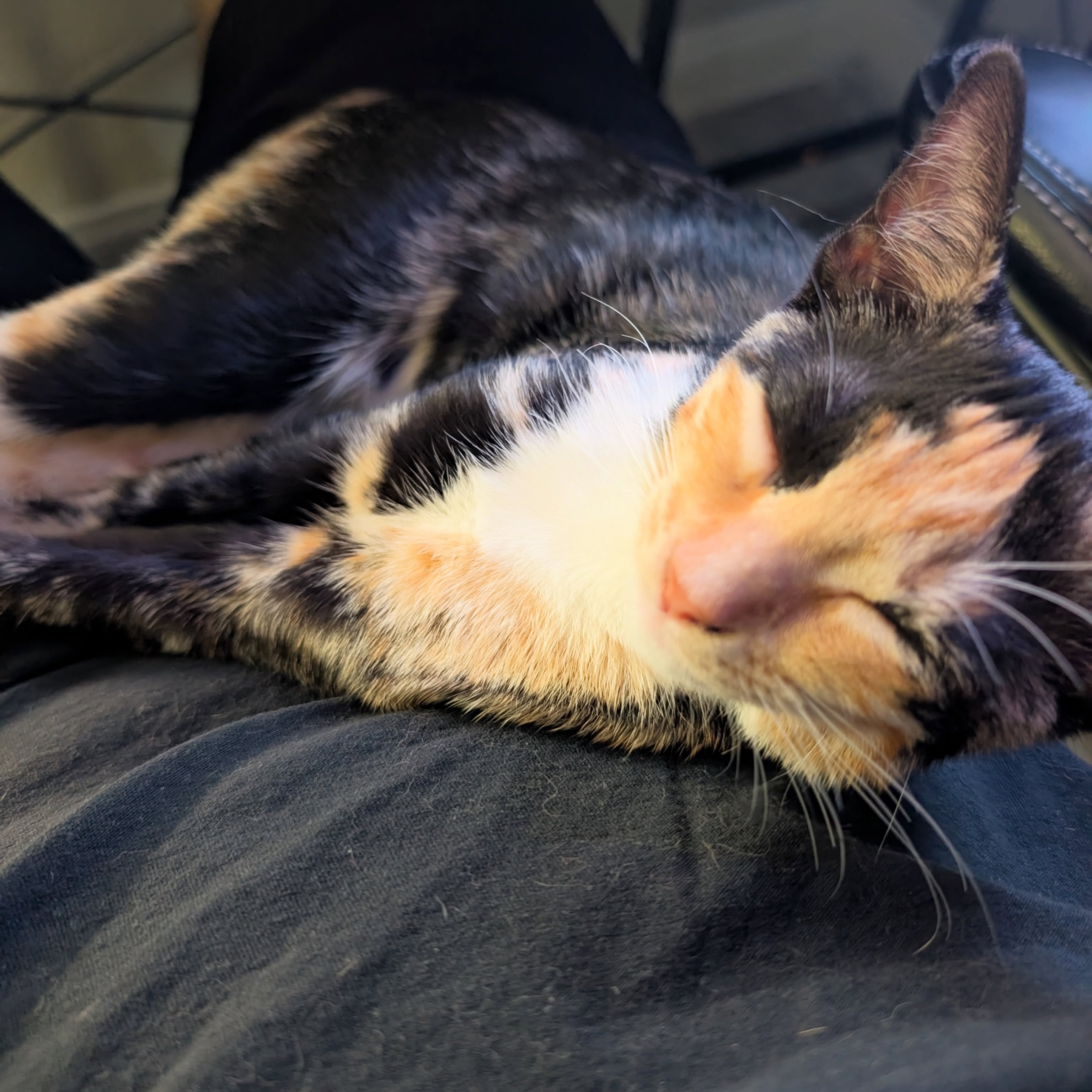 Nothing warms the heart quite like a successful adoption story. That is no different for Gwen (formerly known as Akira).
“She is the best kitten ever. We changed her name to Gwen she gets along fantastic with our other cat Nami. She just wants love and snuggles all the time!”
A pawsitively purrfect ending for Gwen…
Happy tails! 🏡 🧡 🐈
Are you looking to add a furry new family member to your home? Check out nevadaspca.org to see all of our current adoptables and visit Nevada SPCA today! We are a walk-in shelter.
#adoptasheltercat #happytails #adoptionupdate #lasvegas #nevadaspca