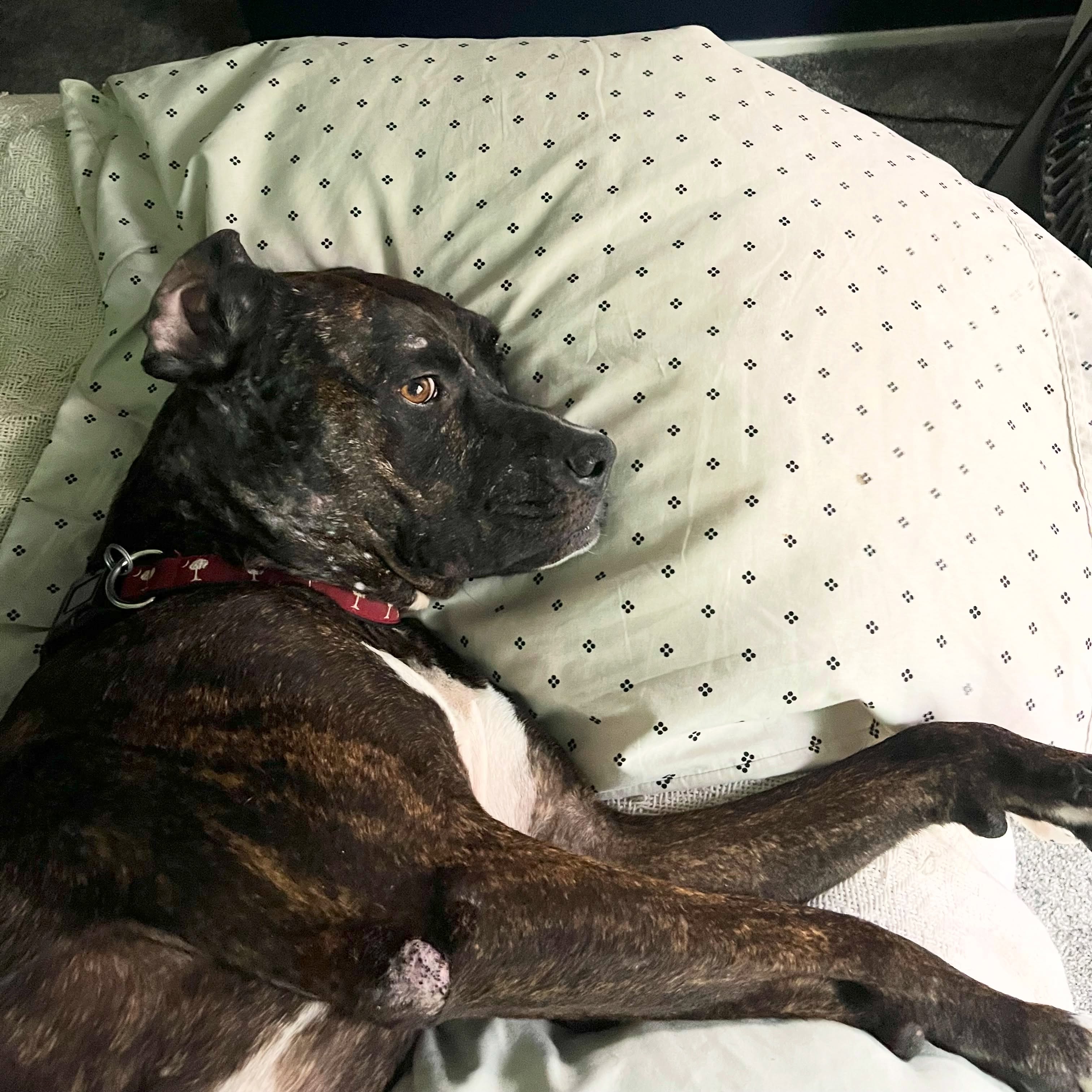 We couldn’t be happier to see Nova cozied up in her new home! 🏡 🥰
Nova was dealt a rough start in life after enduring a devastating dog attack that left her with multiple deep wounds requiring emergency veterinary care. But after making an incredible recovery, her whole life changed when her new family walked through our shelter doors.
Sometimes, it truly only takes one day, and the right person, to change a life forever! ❤️ 🐾
“She’s doing fantastic! She’s house trained and all her hair grew back out. She has a funny, mischievous personality that is just adorable. She’s found her forever home.”
Happy Tails, Nova! 🥹
#pupdate #happytails #adoptashelterdog #lasvegas #nevadaspca