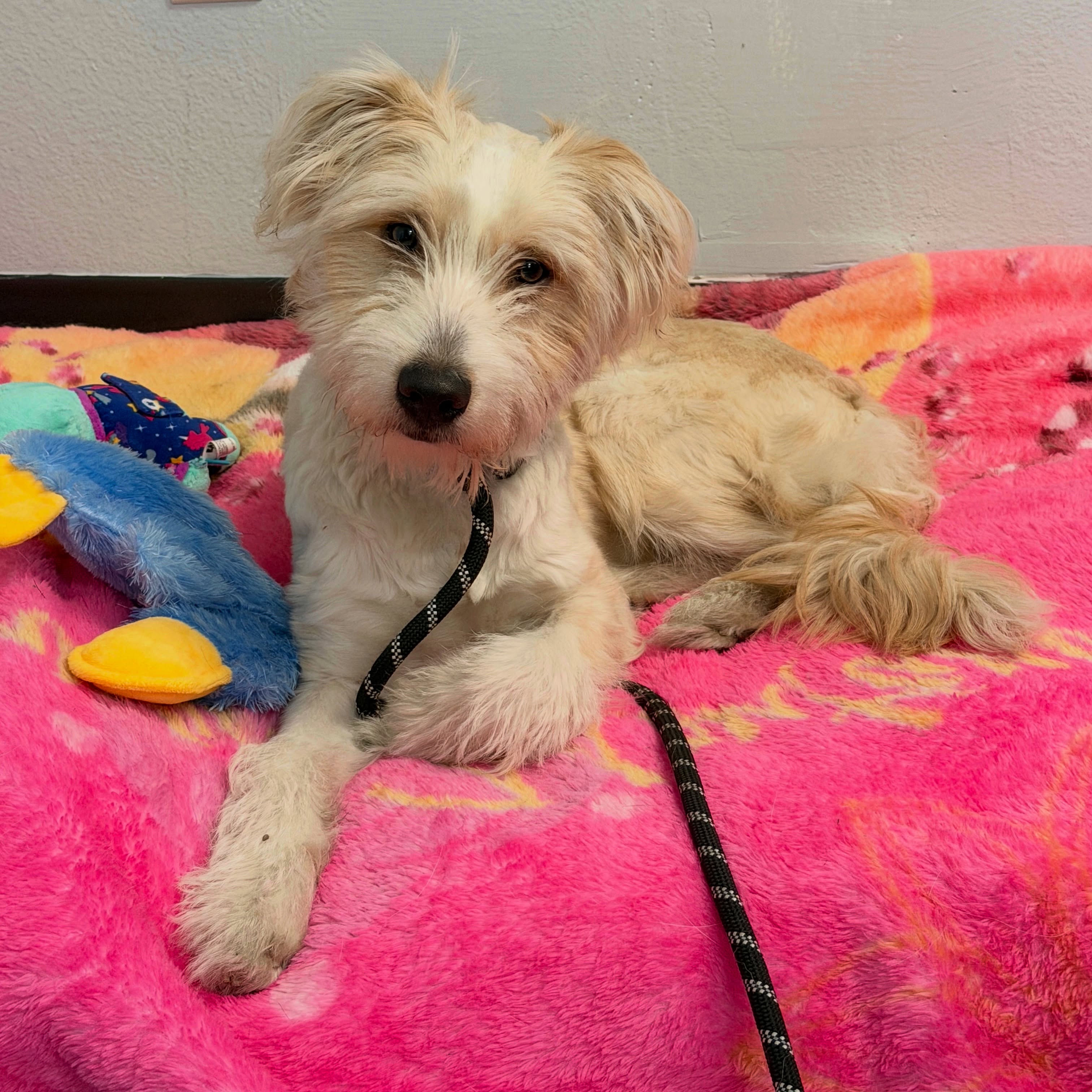Meet Kingston! 🐾
This adorable 9-month-old (30 lbs) scruffy sweetheart is looking for a patient family who will take things slow and help him build confidence.
Sadly, Kingston didn’t receive the proper socialization he needed growing up, so he can be shy and may be a bit nippy when he’s feeling unsure or around strangers. But give him time, space, and patience, and you’ll start to see this sweet boy open up and learn to trust.
Once he’s comfortable, Kingston is incredibly playful, affectionate, and full of puppy energy! 🎾 💫
He’ll need a loving family committed to providing proper training, and giving him the time and gentle guidance he needs.
A home with older children who understand how to be gentle, patient, and respectful of his space is recommended.
Give this adorable boy the fresh start he deserves. Meet Kingston at Nevada SPCA! 🏡 ♥️ 🦴
#adoptashelterdog #puppylove #lasvegas #nevadaspca
