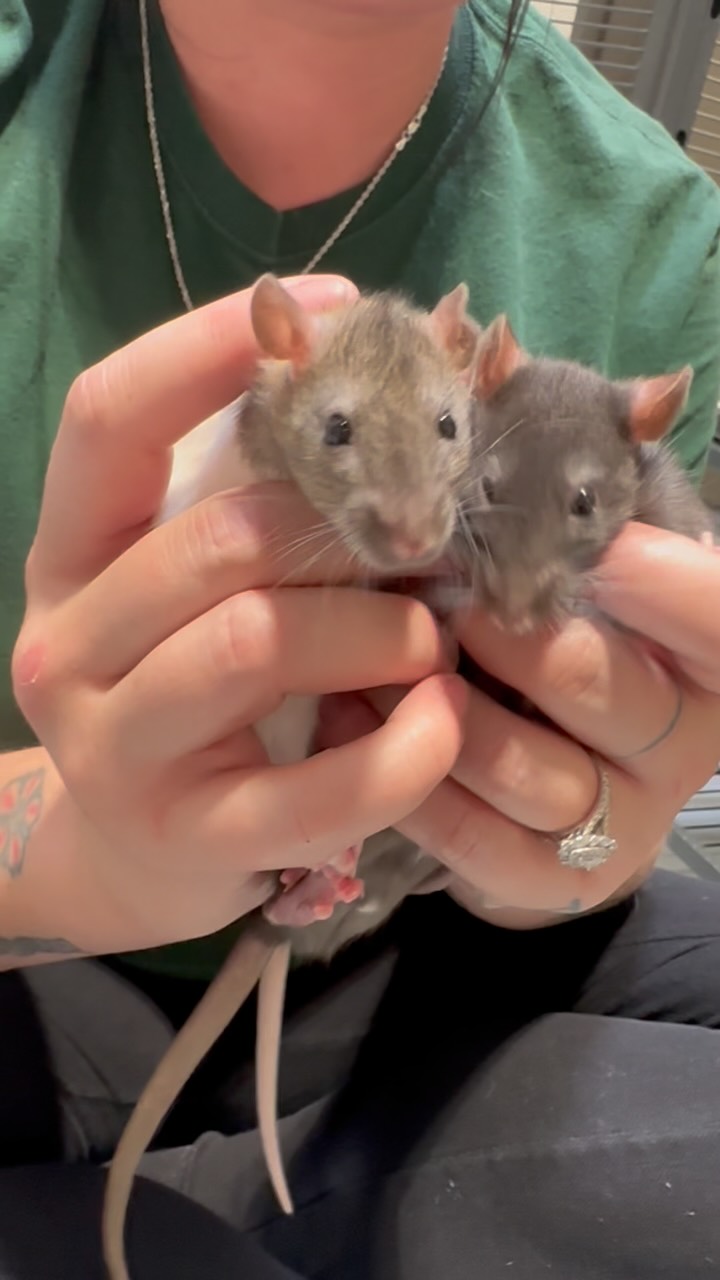 Meet bonded boys Remi and Wyatt!
These positively precious 3-month-old boys are looking for a home with a lot of love to give.
Rats make amazing pets! They are intelligent and have unique little personalities all their own. Rats do need a proper habitat, enrichment, and diet to thrive. Our adoptions team is ready to help if you have any questions!🏡 🫶
Give this energetic pair of young cuties a loving home and meet them at Nevada SPCA today! 🐭❤️🐭
#adoptashelterpet #lasvegas #nevadaspca
